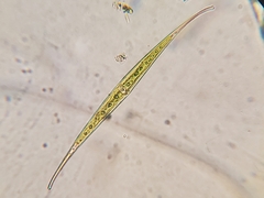 Closterium rostratum