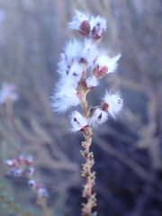 Eriocephalus ericoides