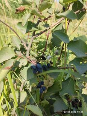 Amelanchier spicata