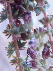 Eriocephalus ericoides