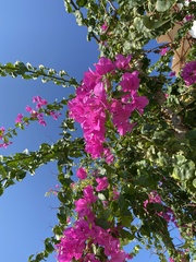 Bougainvillea glabra
