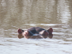 Hippopotamus amphibius