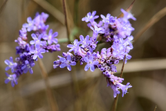 Limonium gmelinii
