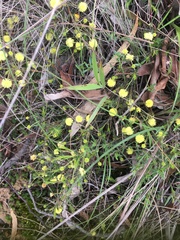 Acacia aculeatissima
