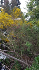 Prostanthera