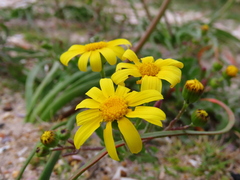 Senecio littoreus hispidulus