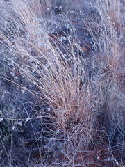 Themeda triandra