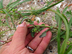 Senecio littoreus hispidulus