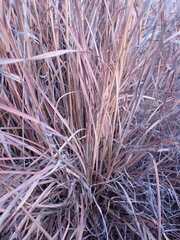 Themeda triandra