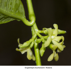 Cryptolepis buchananii
