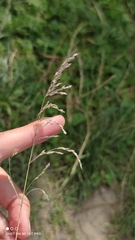 Poa angustifolia