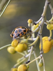 Harmonia conformis