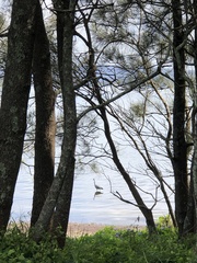 Egretta novaehollandiae