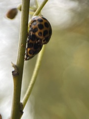 Harmonia conformis