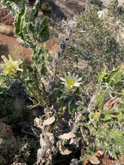 Codon royenii