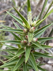 Melichrus adpressus