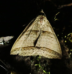 Perasia helvina