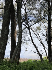Egretta novaehollandiae