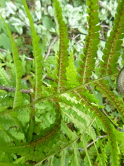 Dryopteris filix-mas