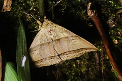 Perasia helvina