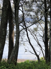 Egretta novaehollandiae