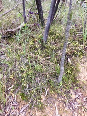 Acacia aculeatissima