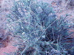 Eriocephalus ericoides