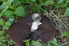 Agaricus urinascens