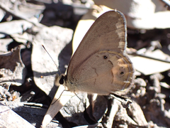 Hypocysta pseudirius