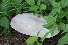 Agaricus urinascens