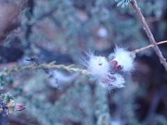 Eriocephalus ericoides