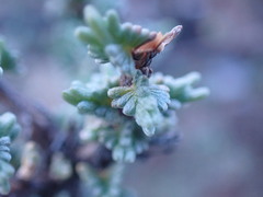Eriocephalus ericoides