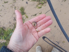 Bembicium auratum
