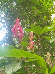 Megaskepasma