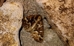 Caripeta divisata