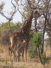 Giraffa camelopardalis giraffa