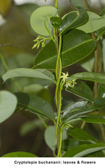Cryptolepis buchananii