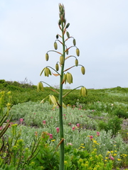 Albuca flaccida