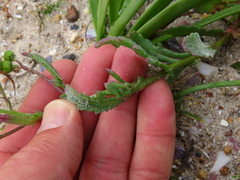 Senecio littoreus hispidulus