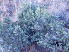 Euclea crispa ovata