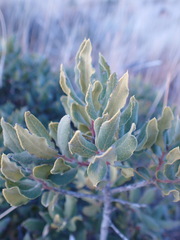 Euclea crispa ovata