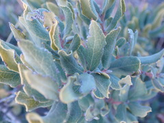 Euclea crispa ovata