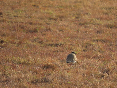 Vanellus coronatus