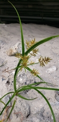Cyperus esculentus