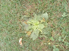 Plantago major