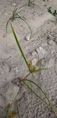 Cyperus esculentus