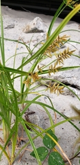 Cyperus esculentus