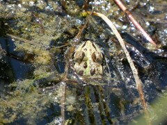 Pelophylax lessonae
