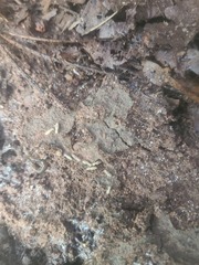 Reticulitermes flavipes