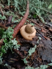 Geastrum triplex